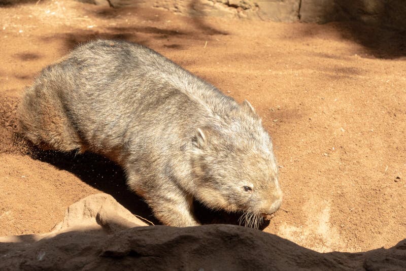 The Australian Wombat Digging His Hole Stock Photo - Image of australia, animals: 126050752 The Australian Wombat Digging His Hole Stock Photo - Image of australia, animals: 126050752