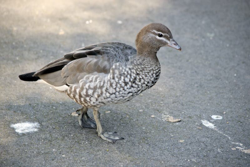379 Wood Duck Feet Stock Photos Free & RoyaltyFree Stock Photos from
