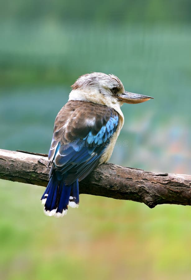 Australiano Kookaburra - novaeguineae del Dacelo El pájaro más grande del martín pescador fotografía de archivo Australiano Kookaburra - novaeguineae del Dacelo El pájaro más grande del martín pescador fotografía de archivo