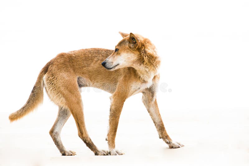 Dingo Dog Royalty-Free Images, Stock Photos & Pictures