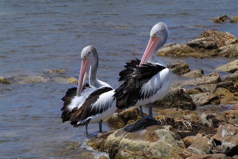 Australien känguruö, zoologi arkivbild Australien känguruö, zoologi arkivbild