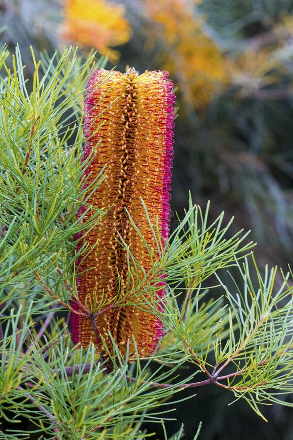australiensisk banksiablommainföding arkivfoto australiensisk banksiablommainföding arkivfoto
