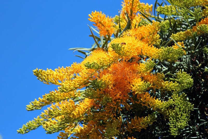 australiensisk tree för julfloribundanuytsia arkivbilder australiensisk tree för julfloribundanuytsia arkivbilder