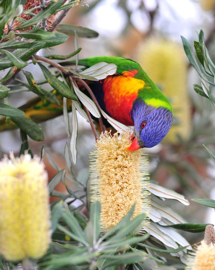 Australiensisk tropisk lorikeetregnbågeinställning