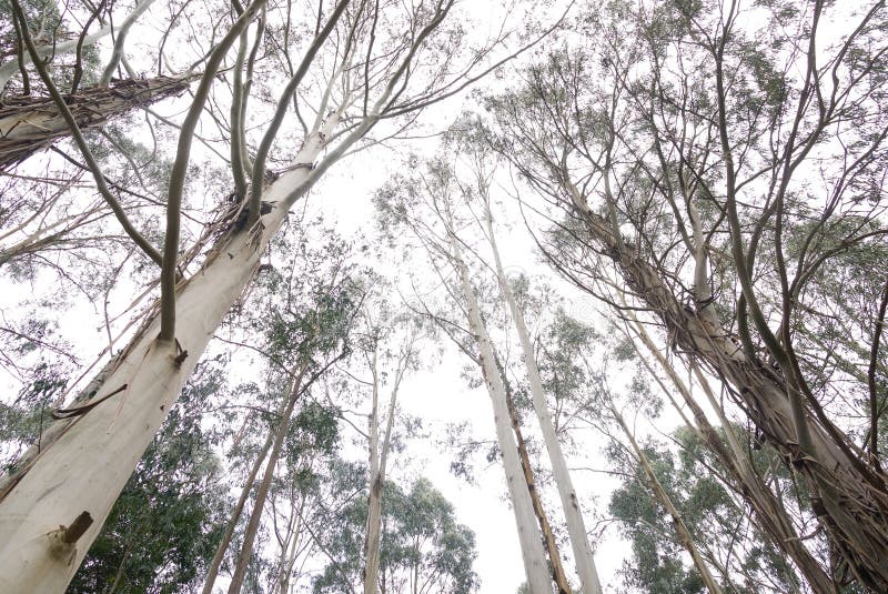 australiensiska eukalyptusträd arkivfoto australiensiska eukalyptusträd arkivfoto