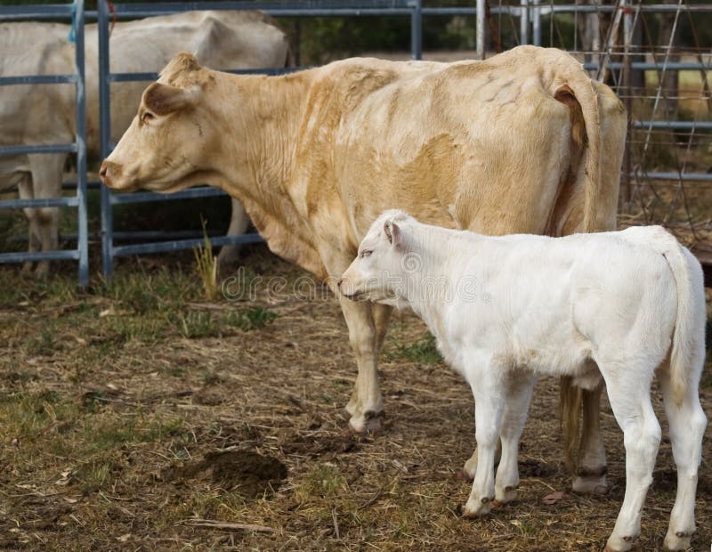 australier behandla som ett barn mumen för kon för nötköttkalvnötkreatur royaltyfri bild australier behandla som ett barn mumen för kon för nötköttkalvnötkreatur royaltyfri bild