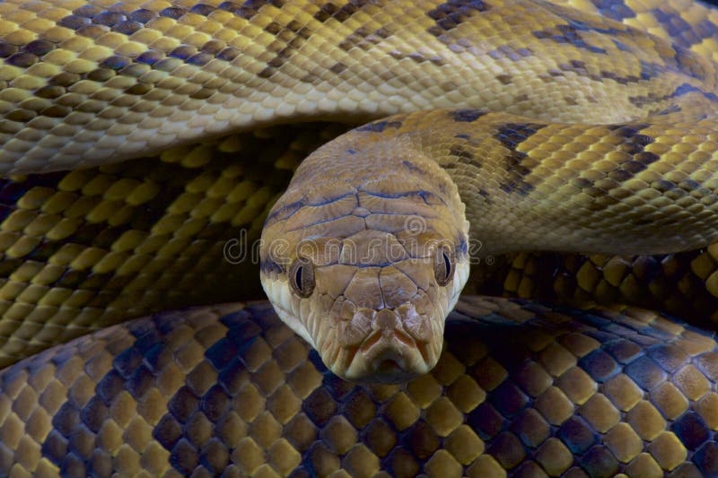 Australier scheuern Pythonschlange/Morelia-kinghorni