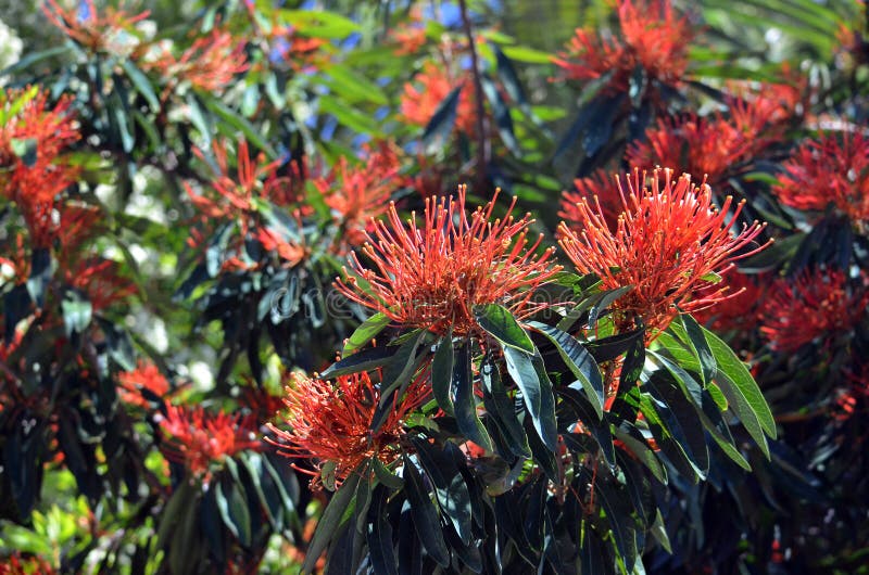 Australijscy rodzimi Drzewni Waratah kwiaty zdjęcia royalty free Australijscy rodzimi Drzewni Waratah kwiaty zdjęcia royalty free
