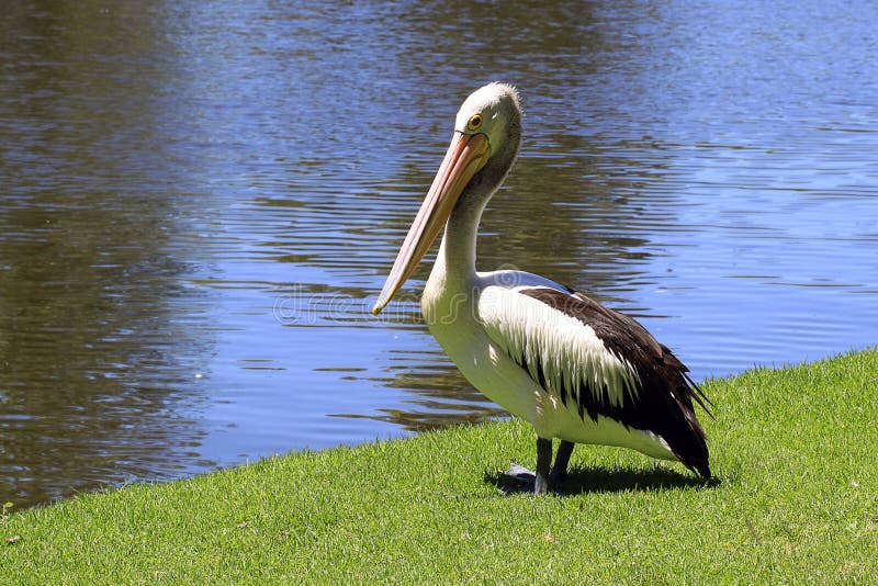 australijski conspicillatus pelecanus pelikan fotografia stock australijski conspicillatus pelecanus pelikan fotografia stock