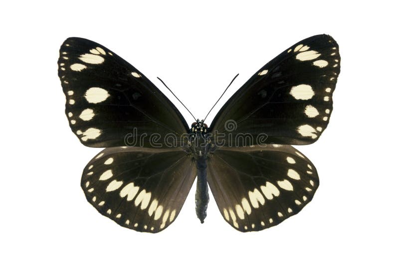 australijski motyli pospolitego sedna wrony euploea zdjęcia royalty free australijski motyli pospolitego sedna wrony euploea zdjęcia royalty free