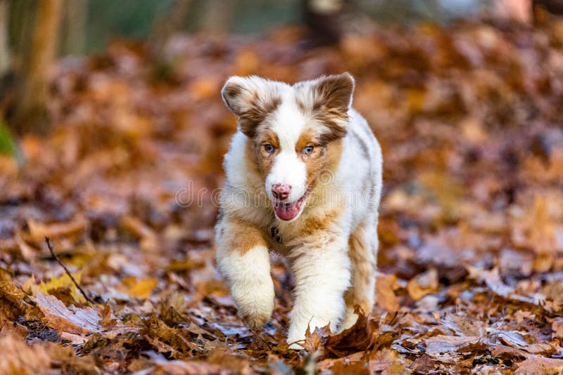 An Australian Shepherd puppy running in in dropped leaves. An Australian Shepherd puppy running in in dropped leaves
