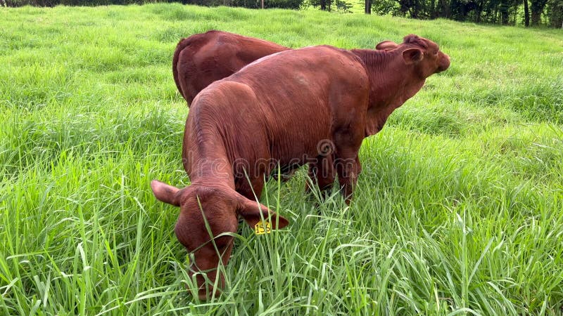 Australisch rundvee eet gras op een boerderij