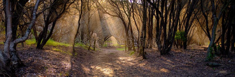 Australische Buschbahn, die das Licht Filterung durch eine Waldung von Küstenteebaum Abend Leptospermum-laevigatum lizenzfreie stockfotografie