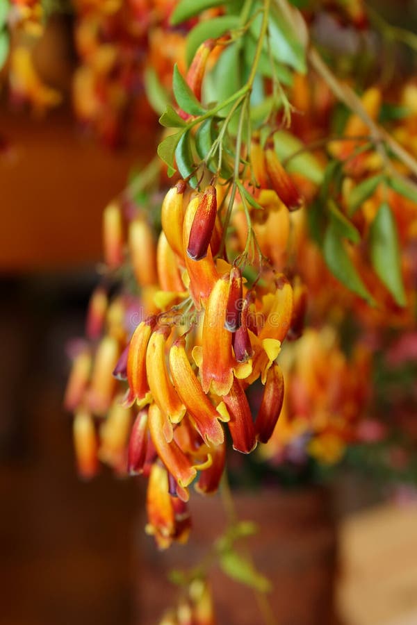 Australische Inheemse Wildflower royalty-vrije stock foto's Australische Inheemse Wildflower royalty-vrije stock foto's