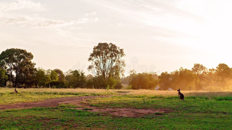 Australische Kangoeroe op een Gebied bij Zonsondergang stock foto Australische Kangoeroe op een Gebied bij Zonsondergang stock foto
