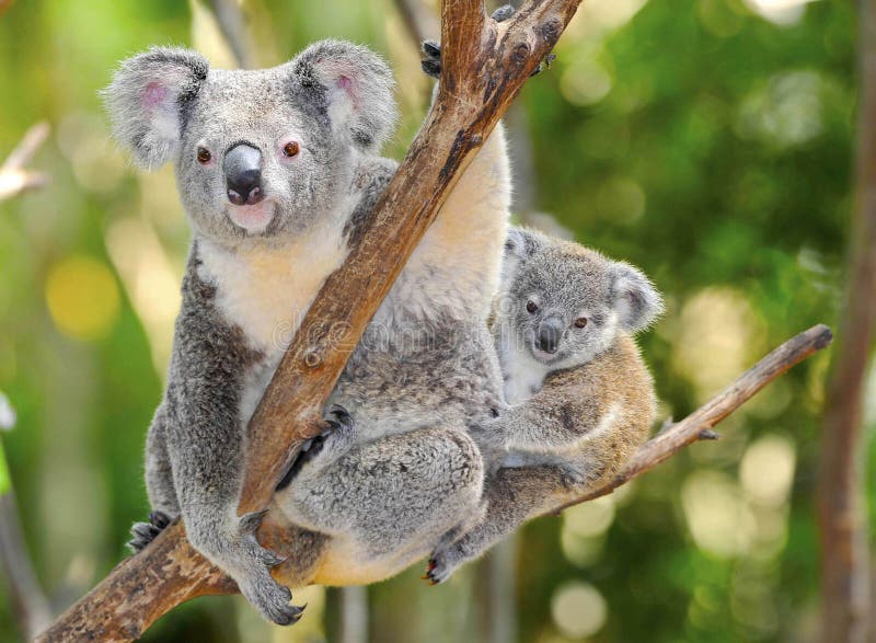 Australische koala met leuke baby Australië