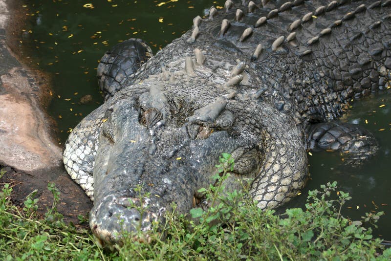 Close shot of a crocodile in water. Australia. Close shot of a crocodile in water. Australia.