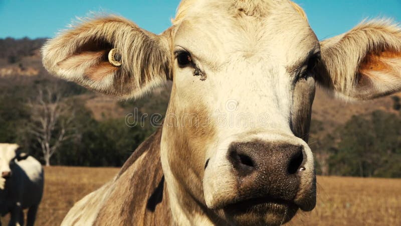 Australische stier op het landbouwbedrijf