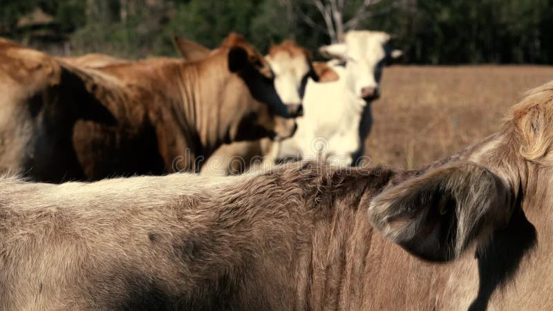 Australische stier op het landbouwbedrijf