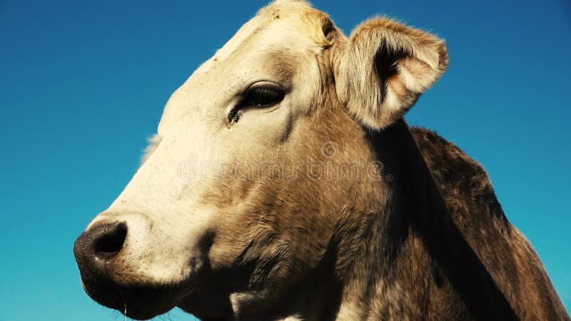 Australische stier op het landbouwbedrijf