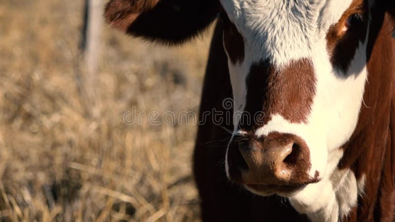 Australische stier op het landbouwbedrijf