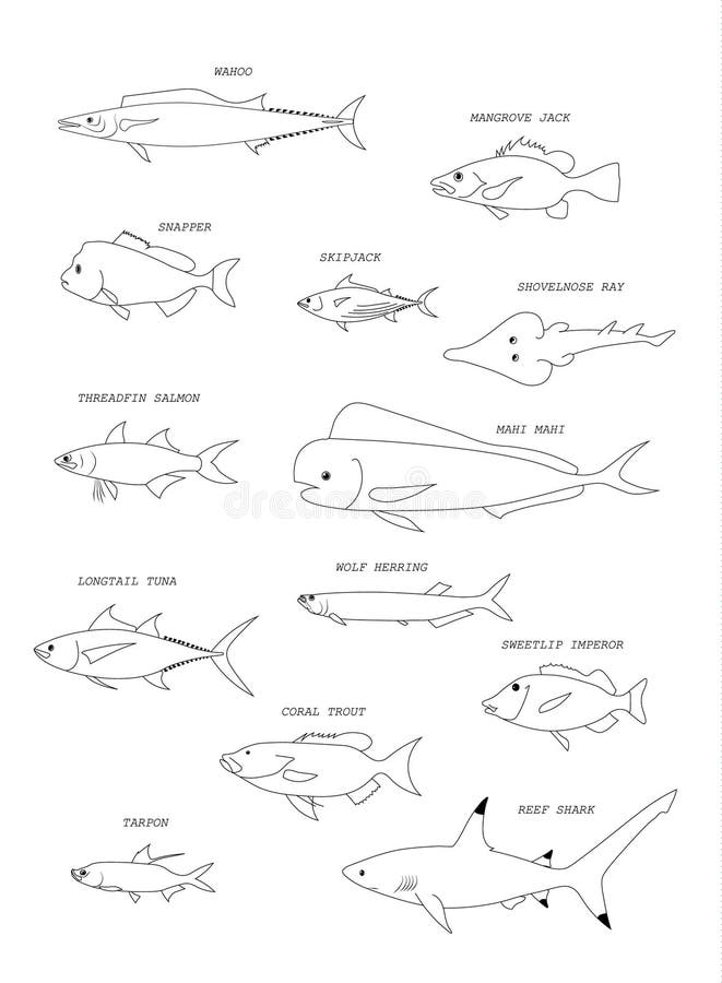 Australische vissen Vector overzicht royalty-vrije illustratie Australische vissen Vector overzicht royalty-vrije illustratie