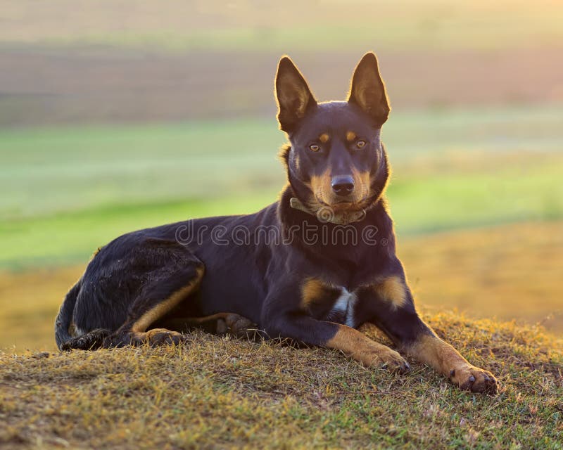 Australischer Kelpie im warmen Licht stockbilder Australischer Kelpie im warmen Licht stockbilder