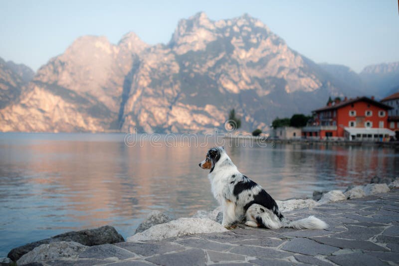 Australischer Schäfer am See in den Bergen Ferien mit Haustier Reisen mit einem Hund nach Italien lizenzfreie stockfotos Australischer Schäfer am See in den Bergen Ferien mit Haustier Reisen mit einem Hund nach Italien lizenzfreie stockfotos