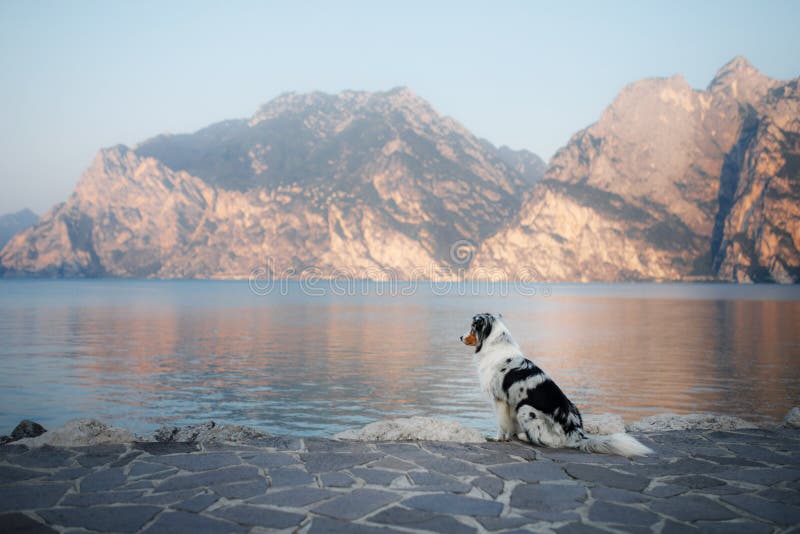 Australischer Schäfer am See in den Bergen Ferien mit Haustier Reisen mit einem Hund nach Italien lizenzfreie stockbilder Australischer Schäfer am See in den Bergen Ferien mit Haustier Reisen mit einem Hund nach Italien lizenzfreie stockbilder