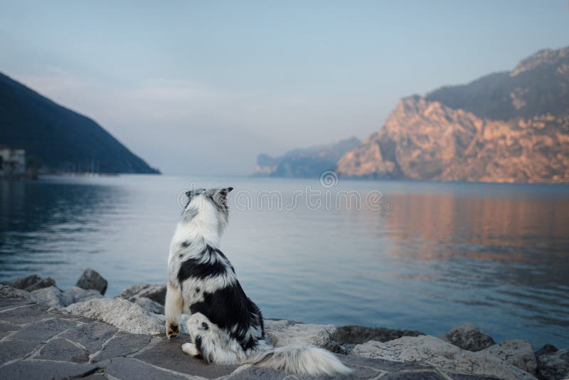 Australischer Schäfer am See in den Bergen Ferien mit Haustier Reisen mit einem Hund nach Italien lizenzfreies stockfoto Australischer Schäfer am See in den Bergen Ferien mit Haustier Reisen mit einem Hund nach Italien lizenzfreies stockfoto
