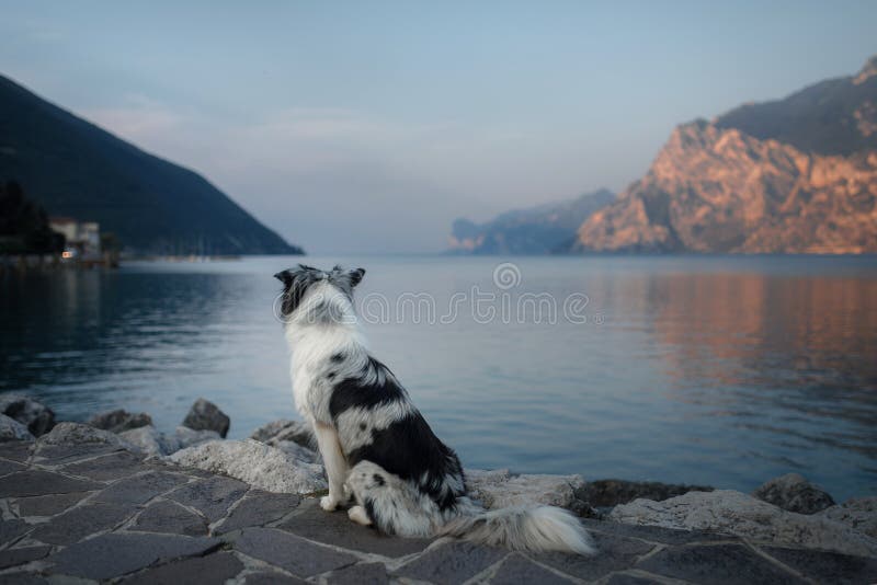 Australischer Schäfer am See in den Bergen Ferien mit Haustier Reisen mit einem Hund nach Italien lizenzfreie stockfotos Australischer Schäfer am See in den Bergen Ferien mit Haustier Reisen mit einem Hund nach Italien lizenzfreie stockfotos