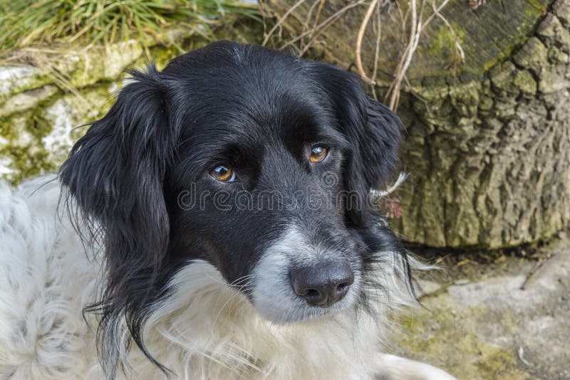 Australischer Schäferhund lizenzfreie stockbilder Australischer Schäferhund lizenzfreie stockbilder