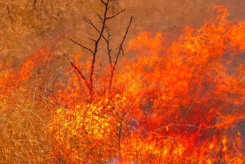 Bushfire with details of flames. Grassland in Australian Outback. Dangerous fires in dry season. Fire background. Bushfire with details of flames. Grassland in Australian Outback. Dangerous fires in dry season. Fire background.