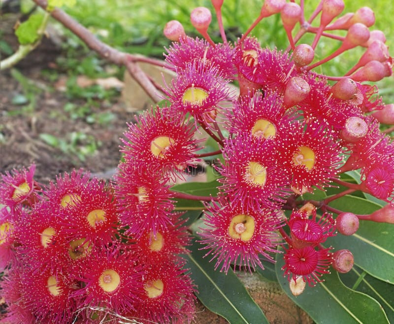 Australisk eukalyptusträdeukalyptus i röd blomma
