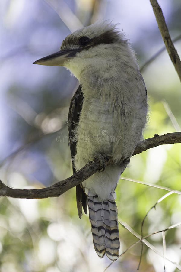 Australisk liten fågel som skrattar skrattfågelDacelonovaeguineae arkivfoto Australisk liten fågel som skrattar skrattfågelDacelonovaeguineae arkivfoto