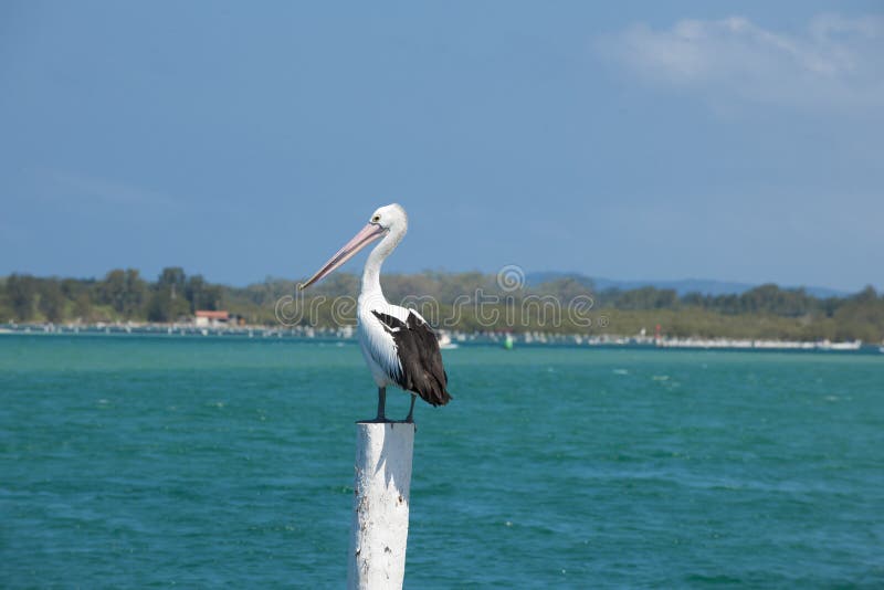 Australisk pelikan royaltyfria bilder Australisk pelikan royaltyfria bilder