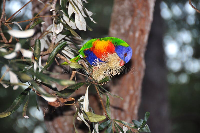 The colorful Rainbow Lorikeet parrot, one of Australias most vividly colored bird and also one with the most character and charm. This one was caught wild and free, feeding from the nectar contained in one of Australias native flowering trees. The colorful Rainbow Lorikeet parrot, one of Australias most vividly colored bird and also one with the most character and charm. This one was caught wild and free, feeding from the nectar contained in one of Australias native flowering trees.
