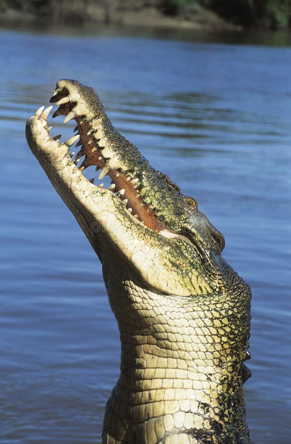 Australisk saltvattens- krokodil i floden