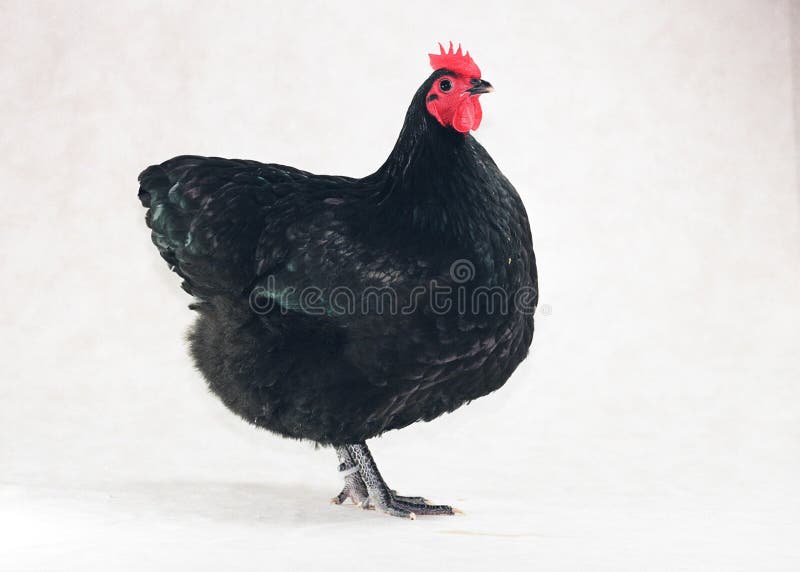 Immagine di una gallina Australorp in piedi di fianco.