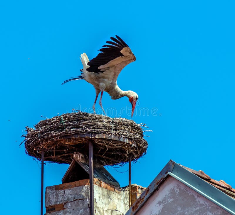 A stork's nest on a achornstein in rust. burgenland, austria. A stork's nest on a achornstein in rust. burgenland, austria