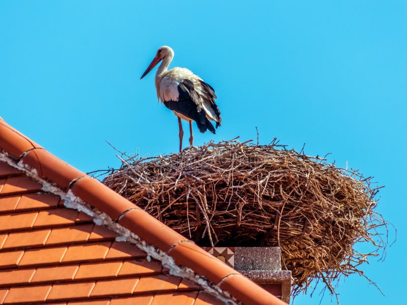 A stork's nest on a achornstein in rust. burgenland, austria. A stork's nest on a achornstein in rust. burgenland, austria