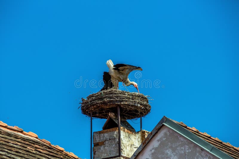 A stork's nest on a achornstein in rust. burgenland, austria. A stork's nest on a achornstein in rust. burgenland, austria