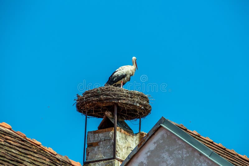 A stork's nest on a achornstein in rust. burgenland, austria. A stork's nest on a achornstein in rust. burgenland, austria