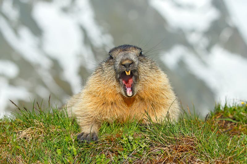 Cute Marmot