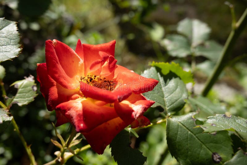 Rakouský vřes známý jako Peršan růže a rakouský měď růže květina (.
