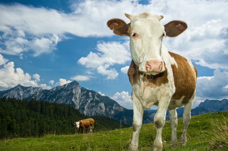 Austrian Cow in the Alps