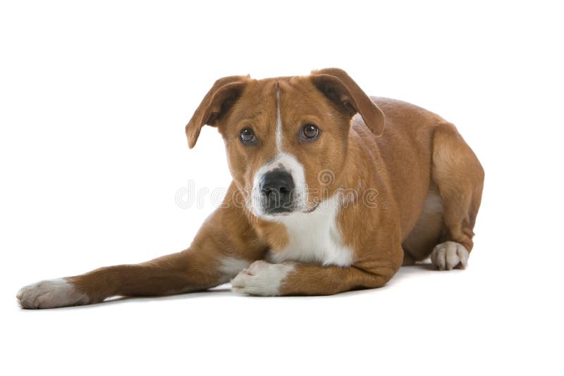 Austrian Pinscher dog stock photo. Image of details, domesticated 6880872