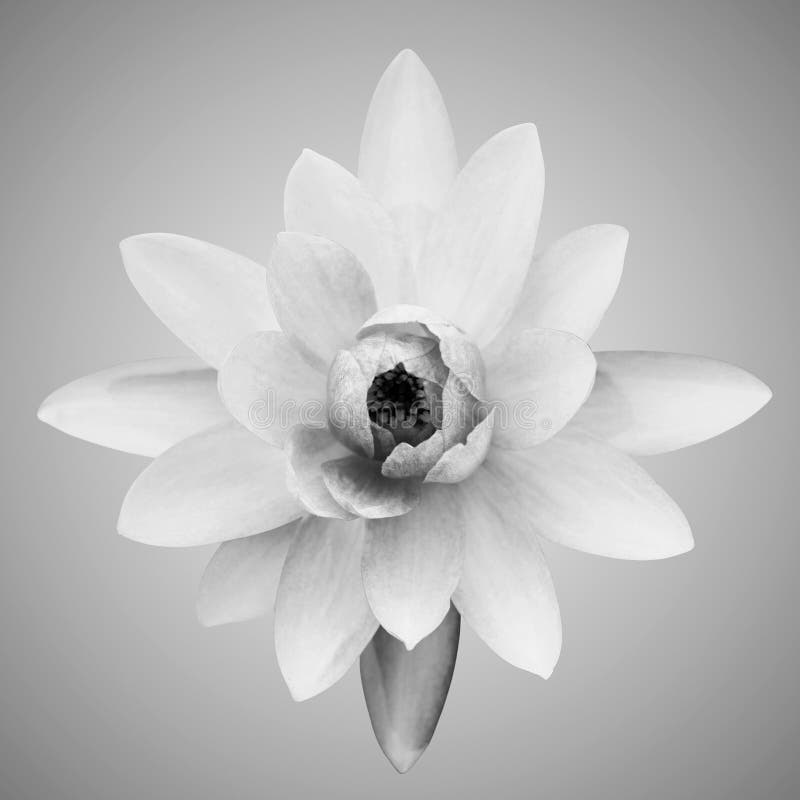 Auszug von waterlily stockbilder Auszug von waterlily stockbilder