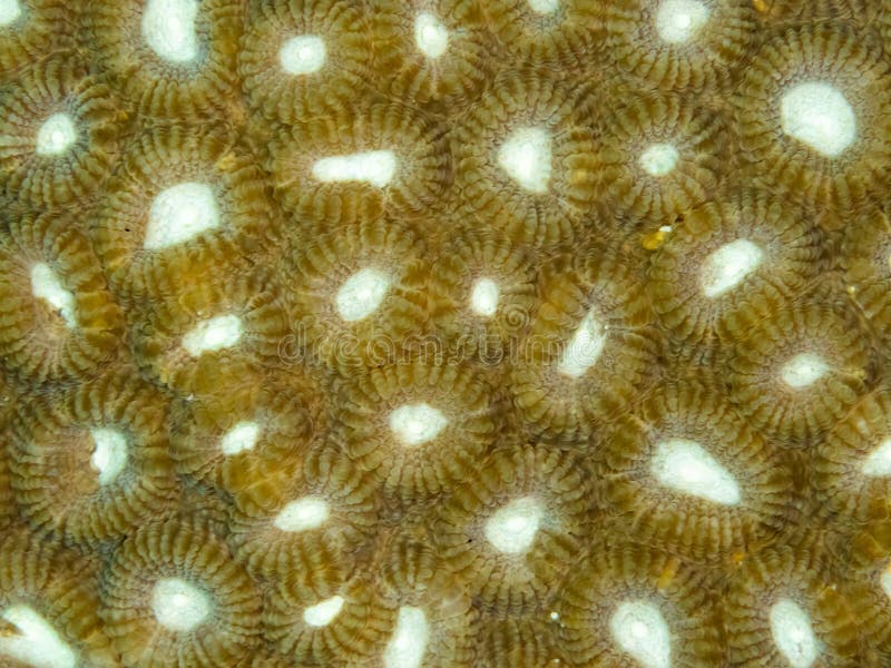 Authentic abstract macro marine background - macro, natural texture. North Sulawesi, Indonesia royalty free stock photography Authentic abstract macro marine background - macro, natural texture. North Sulawesi, Indonesia royalty free stock photography