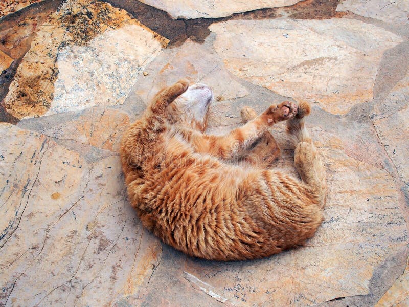 Authentic Ginger Tabby Cat Rolling on Paving Stones Stock Image Image